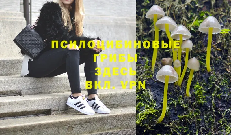 Галлюциногенные грибы Psilocybine cubensis  купить  сайты  Гвардейск 